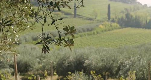 View of an olive grove before harvesting olives, with the branches of trees full of ripe olives fo
