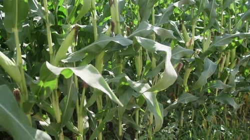 Green Corn Plants Stand Tall and Healthy in a Vibrant Field Their Ears Visible Among the Leaves The