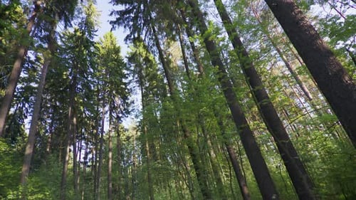 Spring mixed forest during sunny day