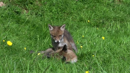 Red Fox, vulpes vulpes, Cub playing on Grass, Normandy in France, Real Time