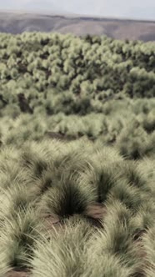 the Rocky Landscape of the Californian Mojave Desert with Green Shrubs
