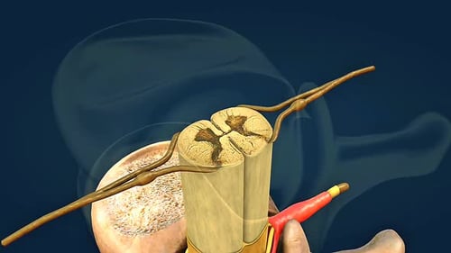 Spinal Cord 3D Animation