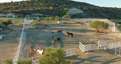 Vue aérienne de chevaux marchant dans un enclos d'un ranch