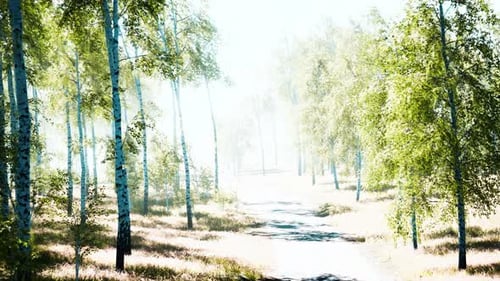 Birch Forest in Sunlight in the Morning