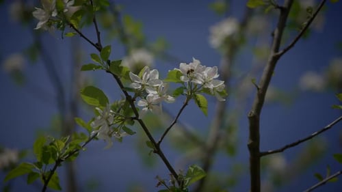 White Flowers of a Cherry Blossom on a Cherry Tree in Spring Season