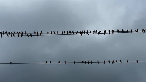 birds on wire