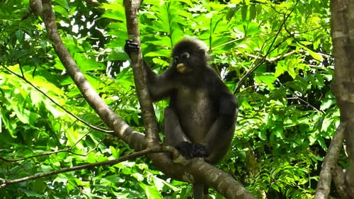 Spectacled Monkey Relaxing Perched On Tree In Langkawi Island, Malaysia