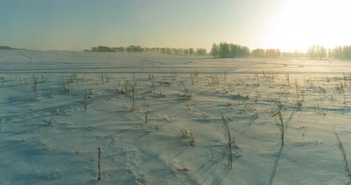Drohnen-Luftaufnahme der kalten Winterlandschaft mit arktischen Feldbäumen, die mit Frostschnee bedeckt sind und