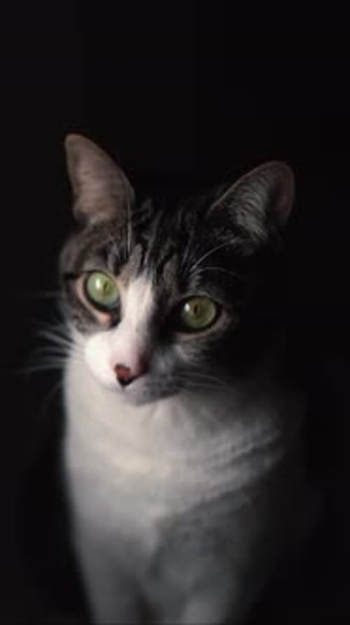 White and Grey Tabby Cat Gazing in Dark Home