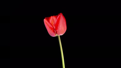 Red Tulip Blooming on Black Background