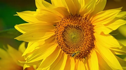 Busy Bee Pollinating Vibrant Yellow Sunflower in Sunlight