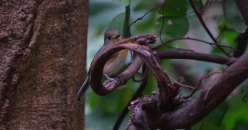 La cámara se acerca cuando este pájaro mira hacia la cámara y gira hacia la derecha, mosca azul de Indochina