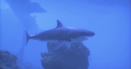Shark Swimming Gracefully Through Clear Blue Ocean Waters During Daylight