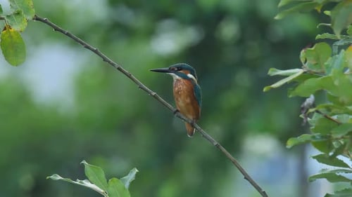 Common Kingfisher