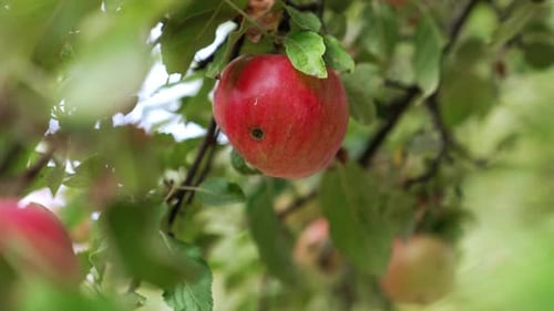 Red apple with a black spot hanging on the tree. Male hand takes a fruit and picks it. Close up.