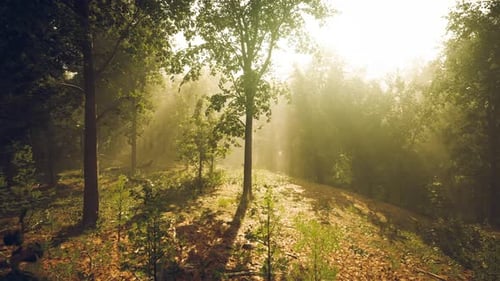Sunlight Filters Through Trees in a Serene Forest During Early Morning