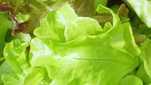 Close-up showcases a green vegetable salad.