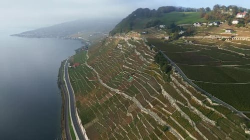 Aerial View of Lavaux Vineyard Terraces by Lake