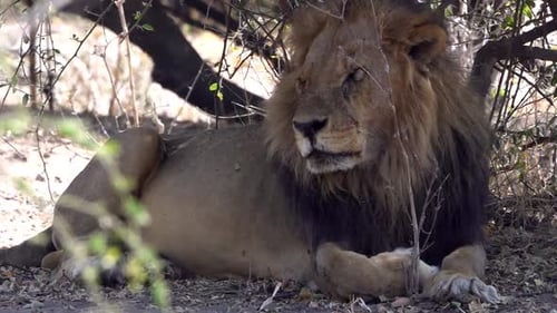 Injured eye Male Lion Resting