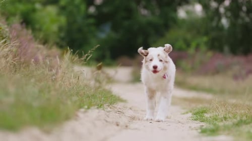 Australian Shepherd Baby Puppy Running on Dirt Road Looking at Camera In Slow Motion