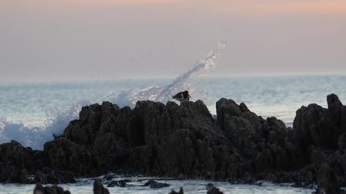 Oystercatcher birds perched on seaside rocks at dusk, calm sea in the background, tranquil scene