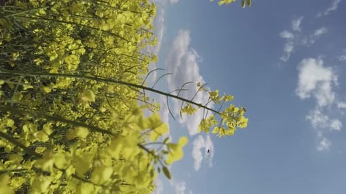 Rapsfeld blüht. Gelbe Blumen auf dem Feld. Rapsfeld