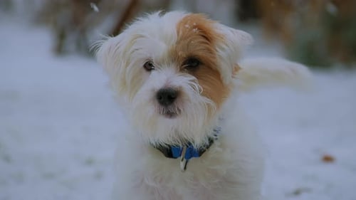 Adorable Dog Looks Ahead as Snow Falls