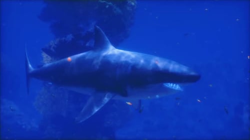 Large Shark Swimming Gracefully Through Clear Ocean Waters During the Day
