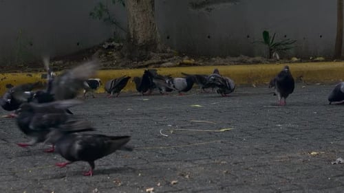 Las palomas comen en la plaza de la ciudad, concepto del cuidado de las aves