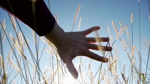 Hand Reaching Through Wheat Field in Sunlight