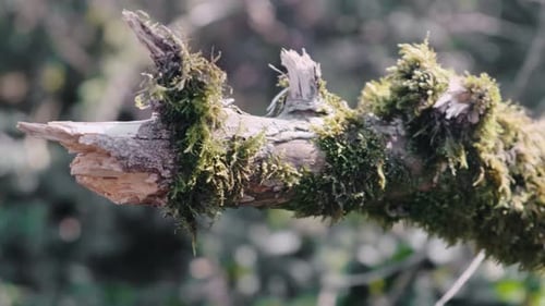 Close-up Moss on a branch in a protected forest. Broken branch overgrown with moss and cobwebs