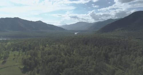 Aerial View Low Flight Above Evergreen Pine Tree Landscape with Endless Mountain Forest at Sunny