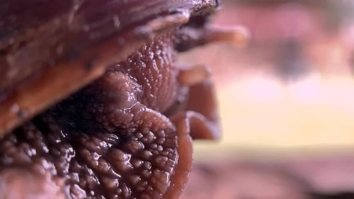 Snail Exploring with Sensory Tentacles in Extreme Close-Up