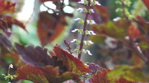 close up of flowers with red leaves of white flowers blowing in the wind