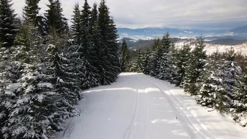 Winter Landscape with Spruse Trees of Snow Covered Forest in Cold Mountains