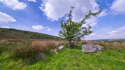 Zeitraffer einer ländlichen Landschaft mit einem einzigen Baum auf felsigem Grasland und an einem sonnigen Frühlingstag in