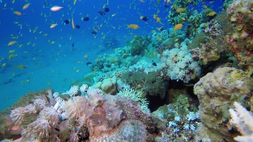Beautiful Tropical Coral Scorpion Fish
