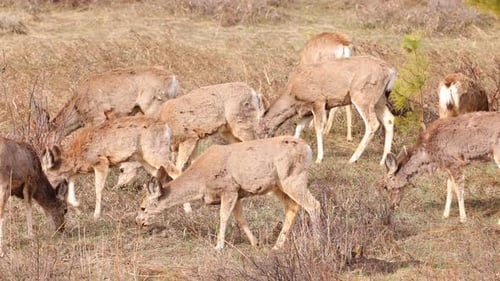 A herd of deer grazing in the Rocky Mountain National Park