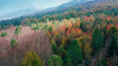 Beautiful Colors on the Park in Mountain During Autumn Season