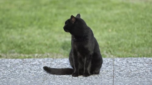 Elegant Black Cat Sits on Stone Outdoors