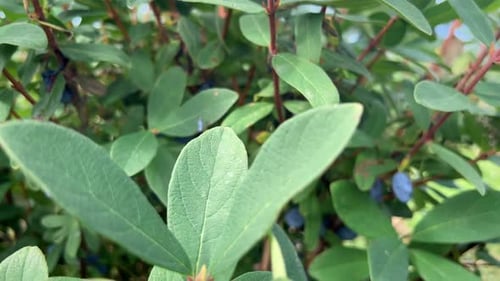 Nombreuses baies de camerises mûres derrière les feuilles charnues d'un bleuet