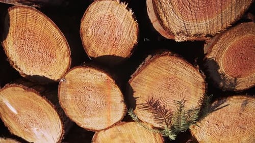 Stack Of Wood Logs In Forest. Dolly Back Reveal Pan Up, deforestation amazon, nature destruction, ec
