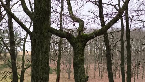 A large tree in the middle of a wooded area with no leaves on it