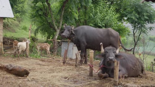 Buffalo