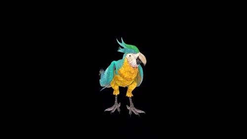 Realistic Blue and Yellow Macaw Parrot Animation with Alpha Channel