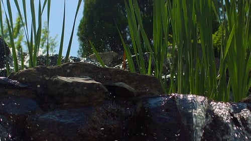Water Splashes and Green Reeds. Closeup of Mountain Waterfall and Green Grass