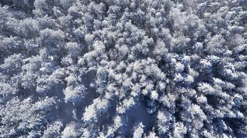 Aerial drone view of frozen trees in the forest. Mountain landscape on a sunny winter day.