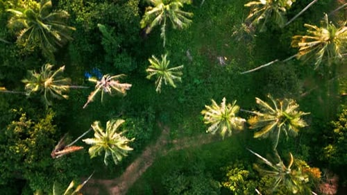 Aerial View of a Tropical Island with Breathtaking Lush Rainforest