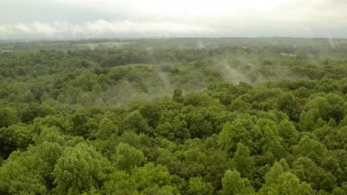 Misty Forest Drone