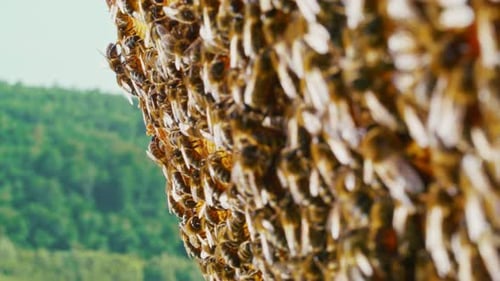 Closeup Macro of Honeycombs with Active Bee Colony Bees Producing Delicious Sweet Honey in Hive